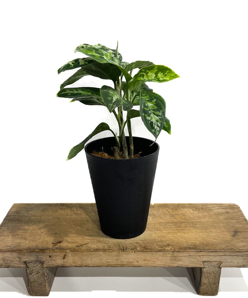 選抜 アロカシア バンビーノ ピンク アグラオネマピクタム トリカラー付 アグラオネマ ベビー ピンク 「Aglaonema Baby Pink」40D | SHOUC