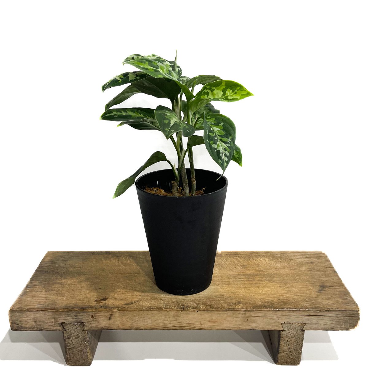 アグラオネマ ピクタム トリカラー「Aglaonema pictum tricolor」4/5