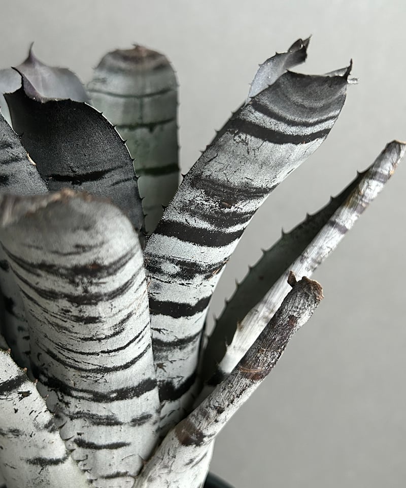 エクメア チャンティニー ブラック セレクト 「Aechmea chantinii Black エクメア チャンティニー ブラック セレクト 「Aechmea chantinii Black