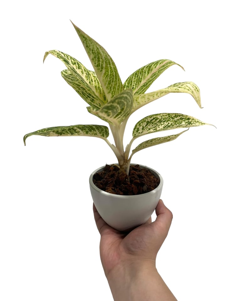 アグラオネマ② アグラオネマ 2号 | 観葉植物の通販 AND PLANTS (アンドプランツ)