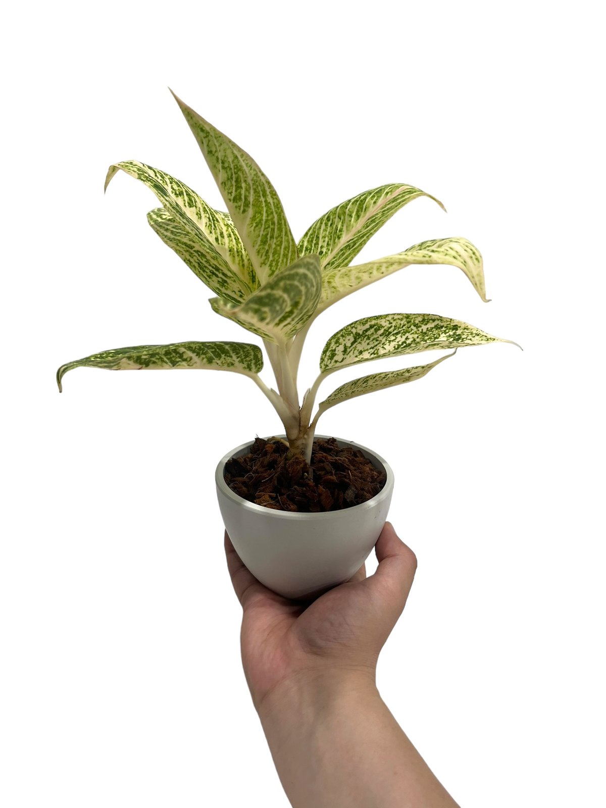 アグラオネマ ホワイト レガシー 「Aglaonema White Legacy」79L |