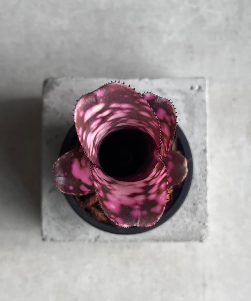 ビルベルギア インセンディアリー デライト 「Billbergia Incendiary De