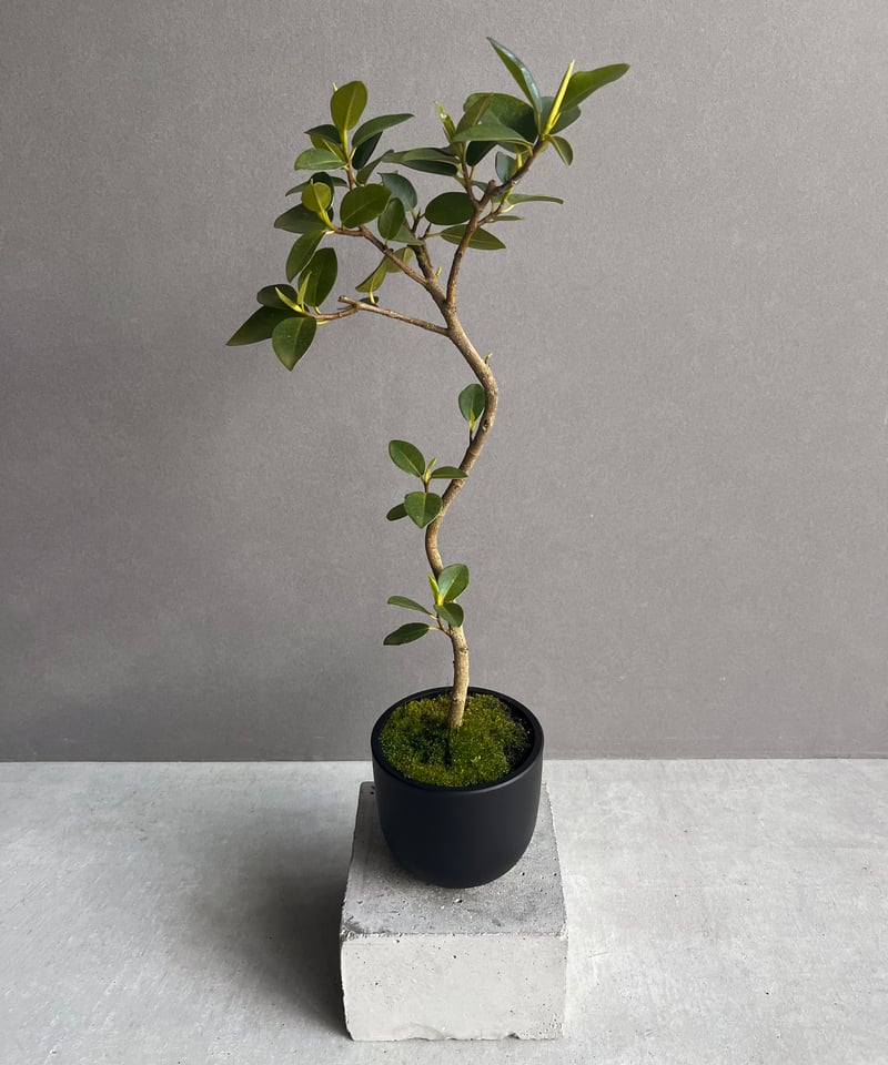 フィカス フランスゴムの木 “カービング” 「Ficus rubiginosa」37N | S