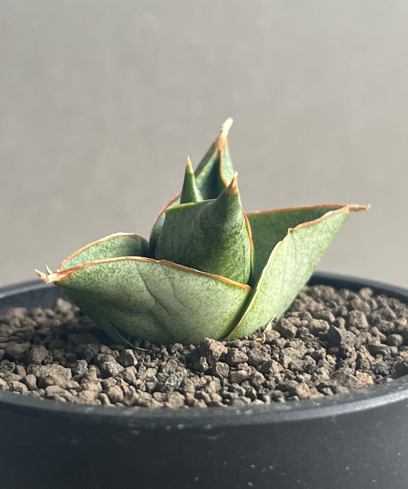 EMP サンセベリア アンヤマニーハイブリッド ドワーフE1 / SA264 fit