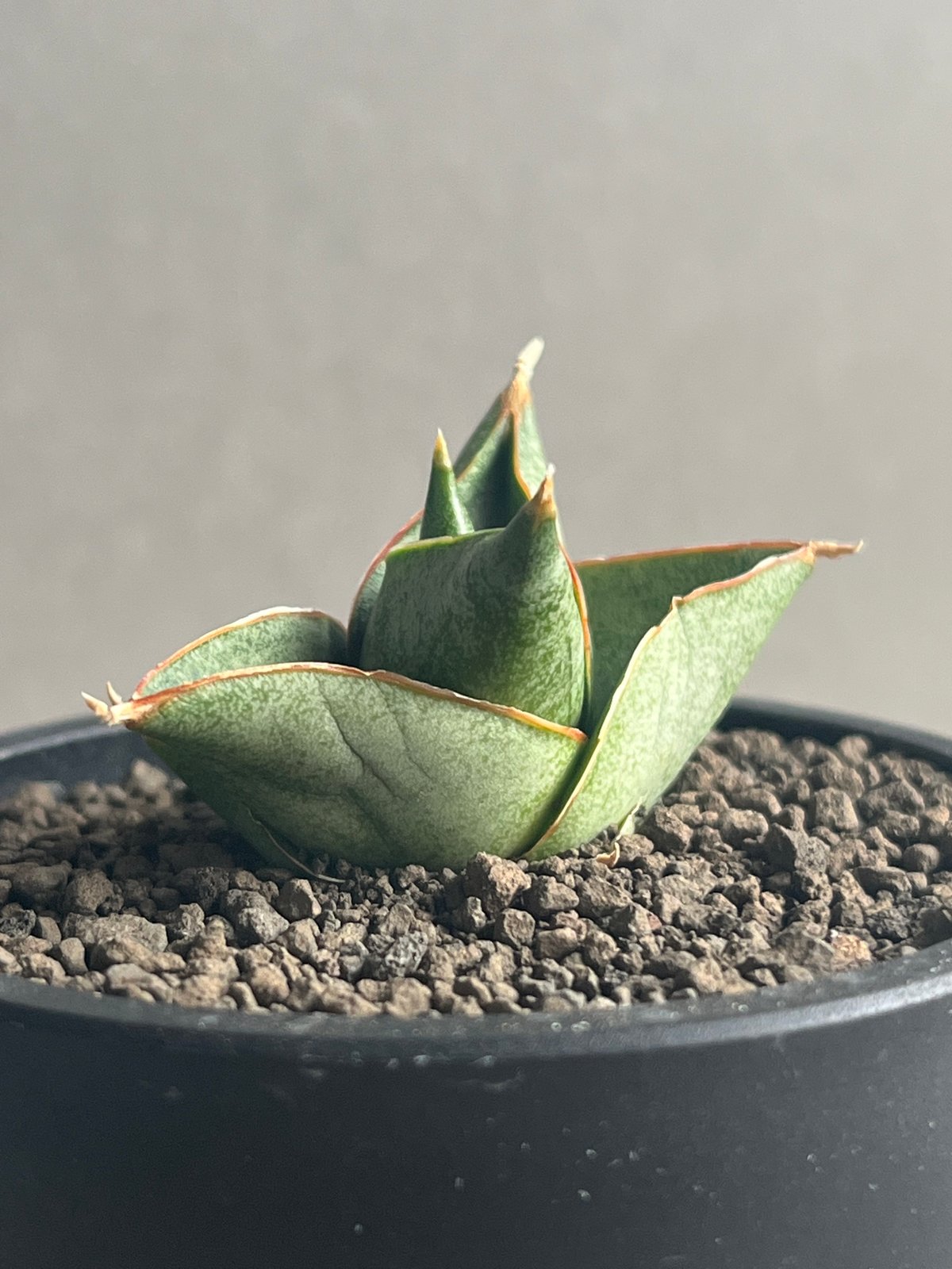 サンセベリア アンヤマニー ハイブリッド 「Sansevieria Unyamanee Hy