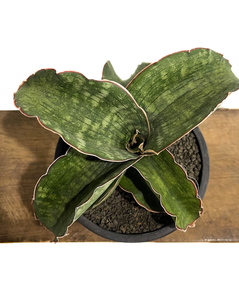 サンスベリア dragon wing variegated C サンスベリア dragon wing variegated C