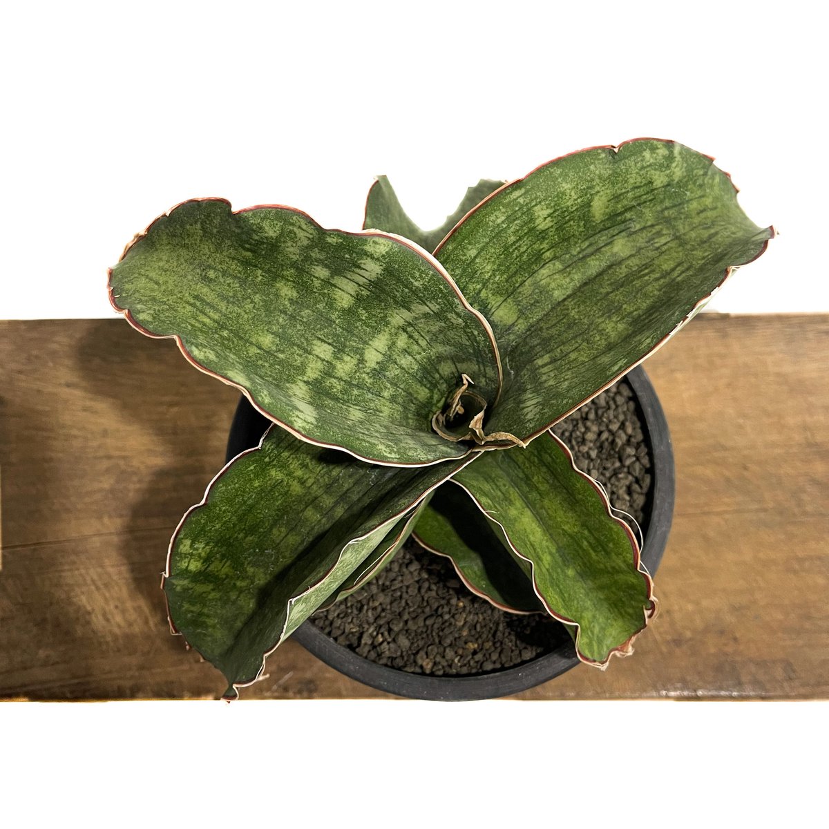 サンスベリア Sansevieria Dragon Blue v China Sansevieria Dragon Blue Price - Buy & Wholesale Bulk