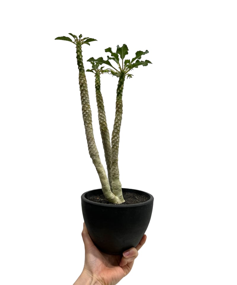 ドルステニア ラブラニー 【高さ20cm】 ドルステニア ラブラニー 【高さ20cm】 ドルステニア ラブラニー