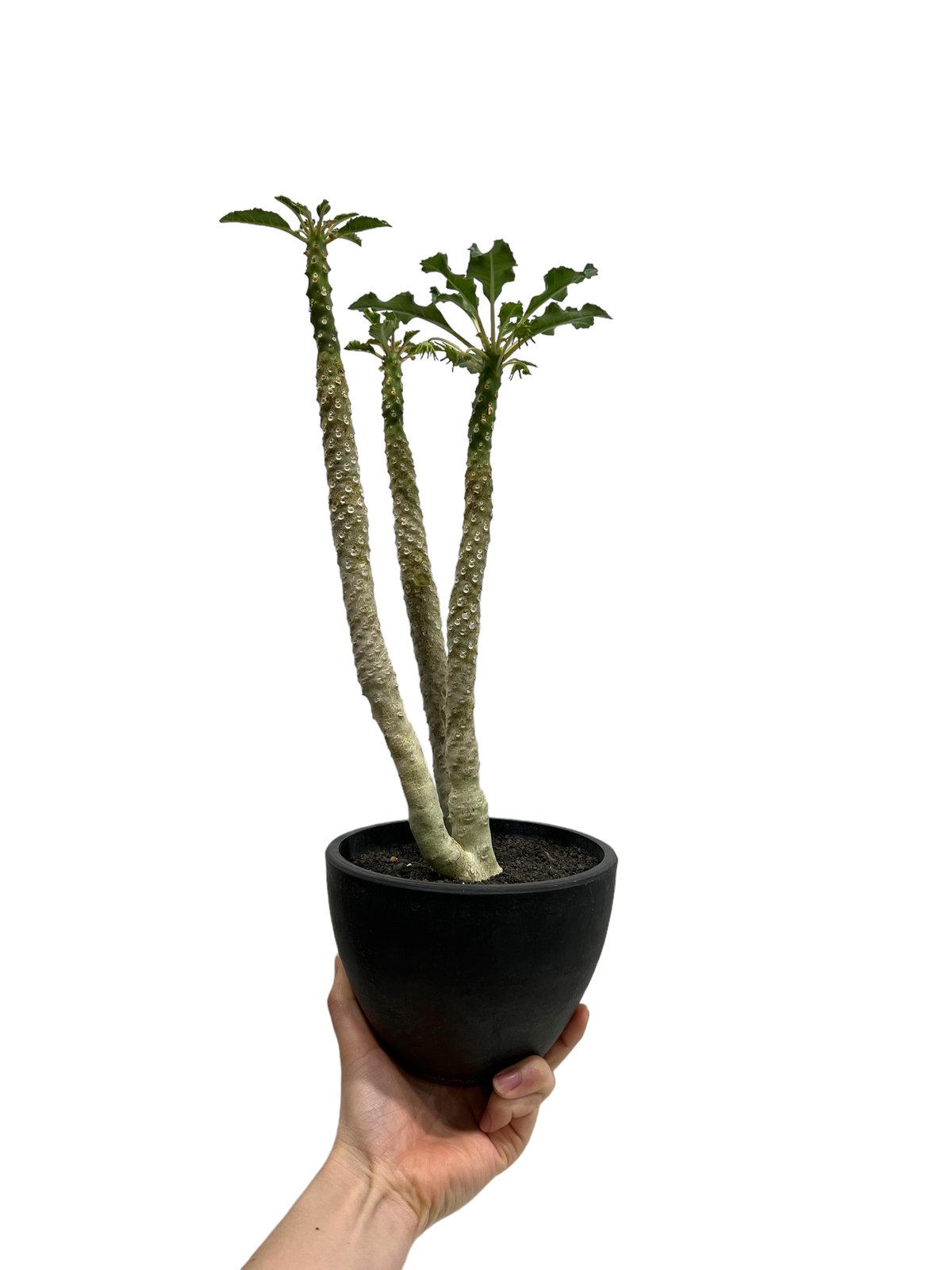 ドルステニア ラブラニー 多頭タイプ「Dorstenia lavrani」596-3