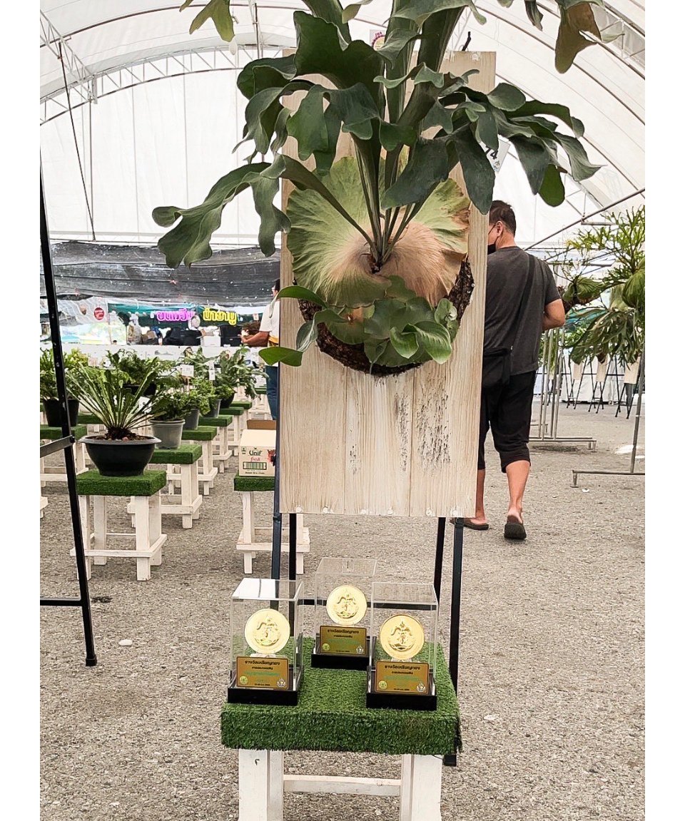 ビカクシダP.hillii hybrid 親株 ヒリーハイブリッド　特大 ビカクシダP.hillii hybrid 親株 ヒリーハイブリッド 特大 P.Hillii