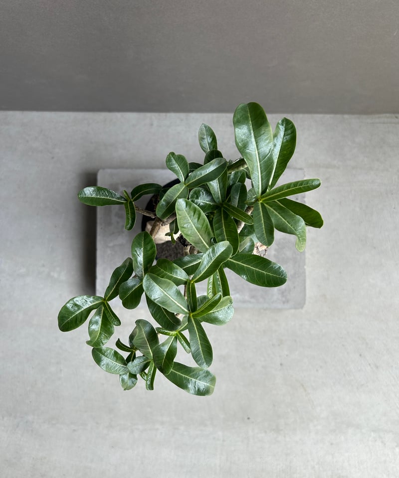 アデニウム タイ ソコトラナム “BONSAI” 「Adenium Thai socotran