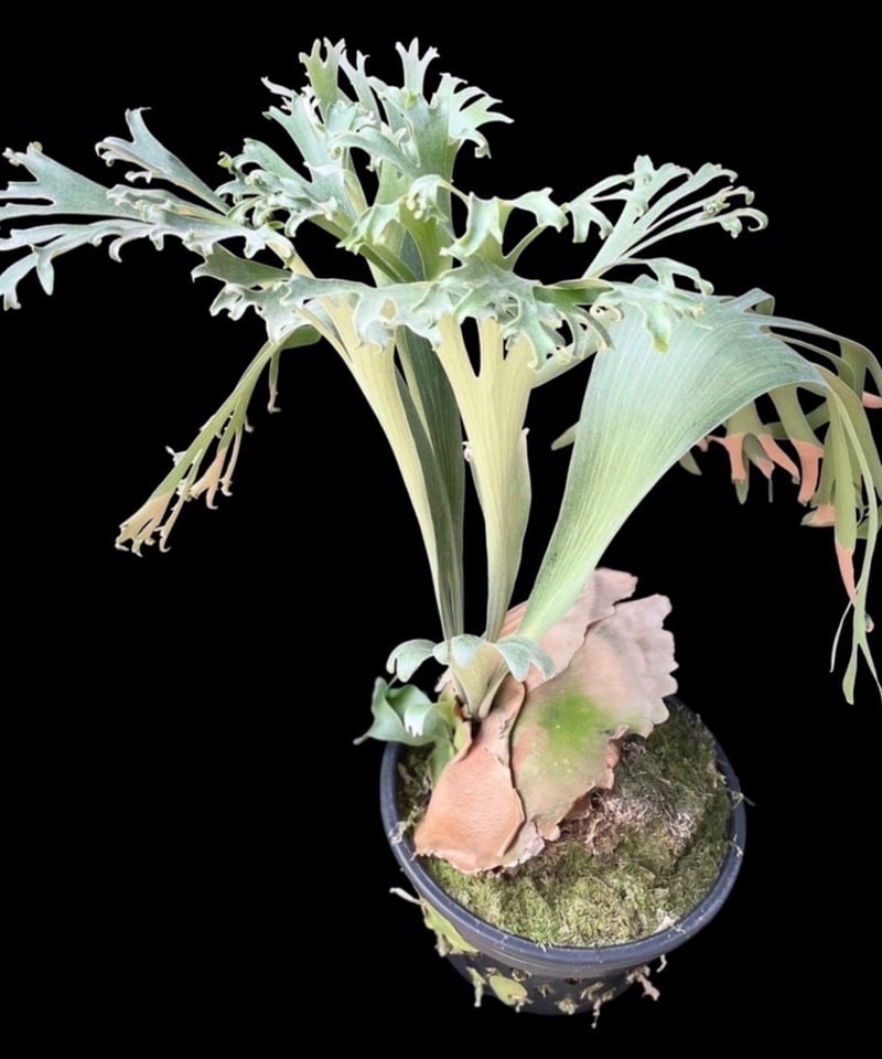 ビカクシダ ビフルカツム ポップコーン 「Platycerium bifurcatum Pop