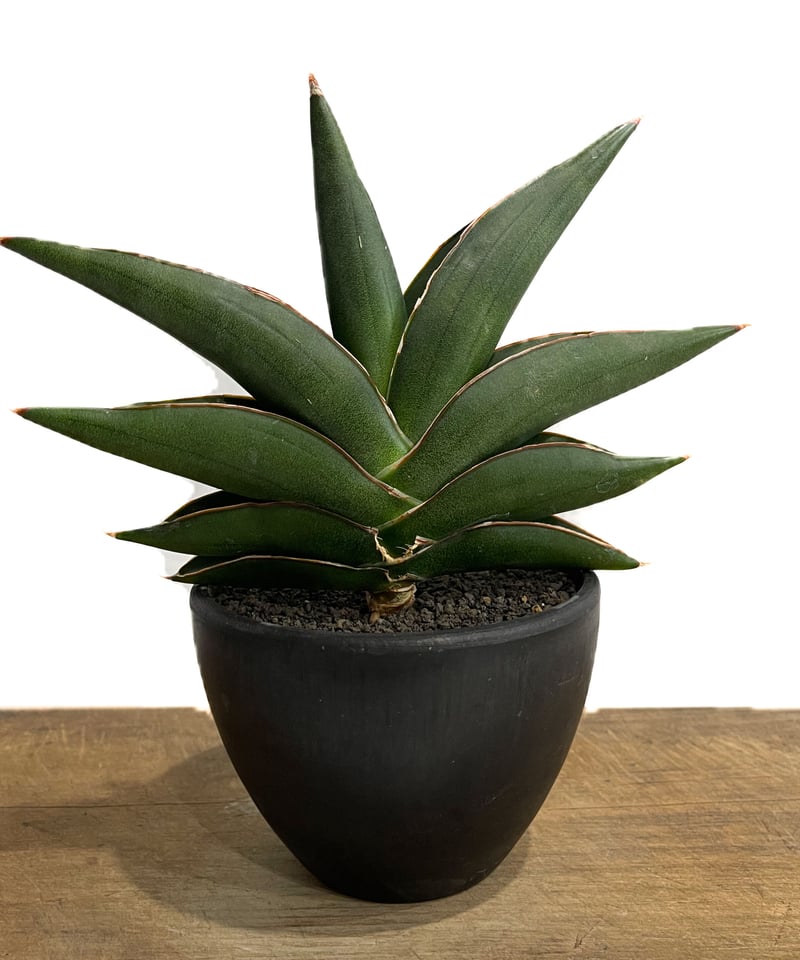 サンセベリア サワディー 「Sansevieria Sawasdee」9/2-26C-2 |
