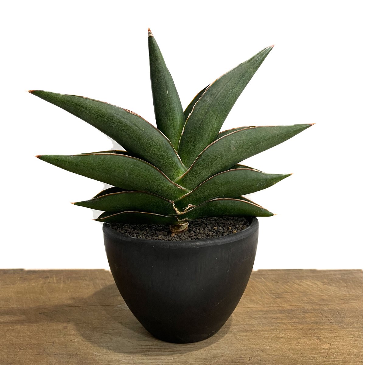 サンスベリア サワディ斑入　S.Sawadee V サンスベリア サワディ 斑入 S. Sawasdee Variegated 観葉植物