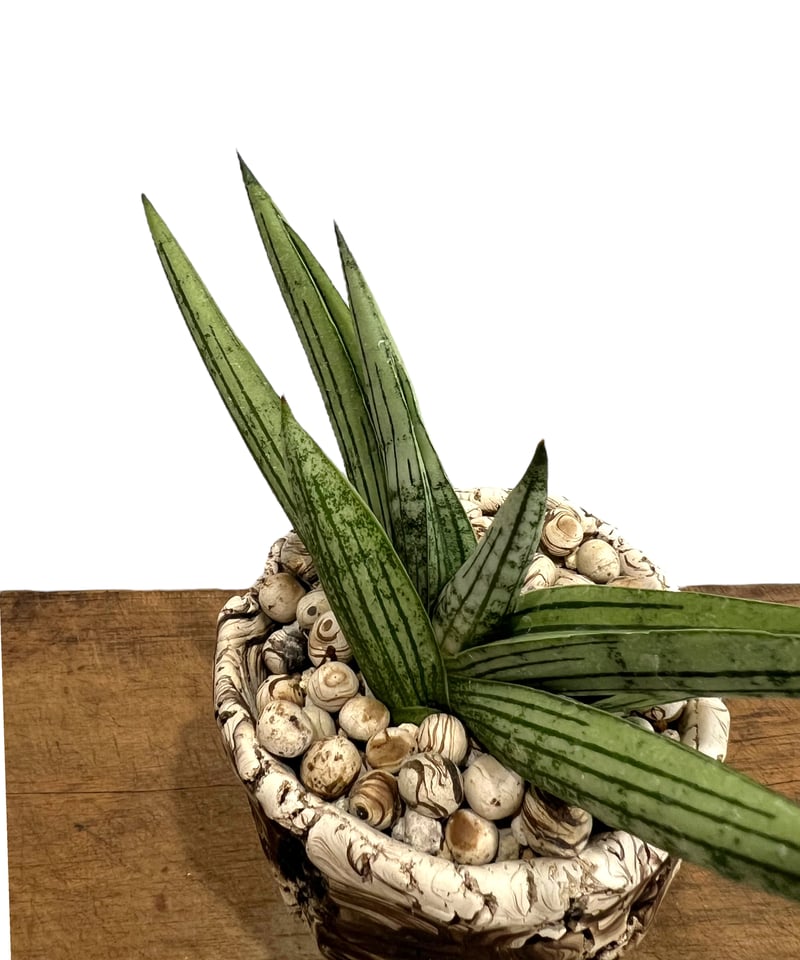 サンセベリア ルーキー + plantsmonsters pot 「Sansevieria R
