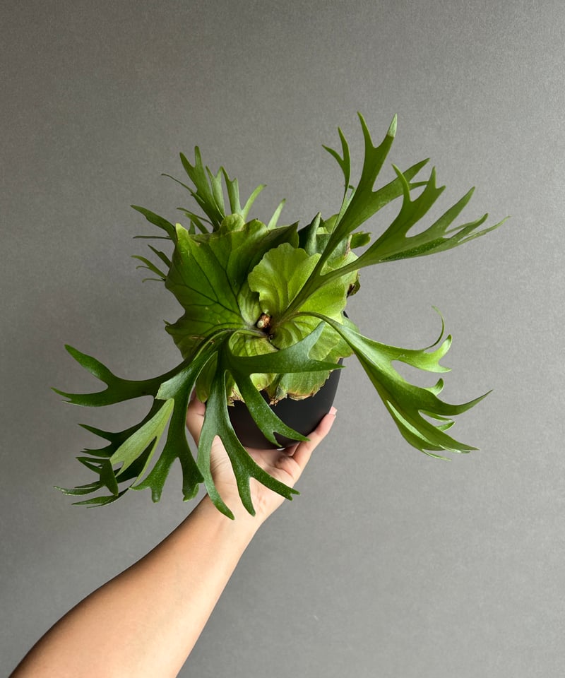 ビカクシダ キッチャクード細葉 「Platycerium kitshakood thin l