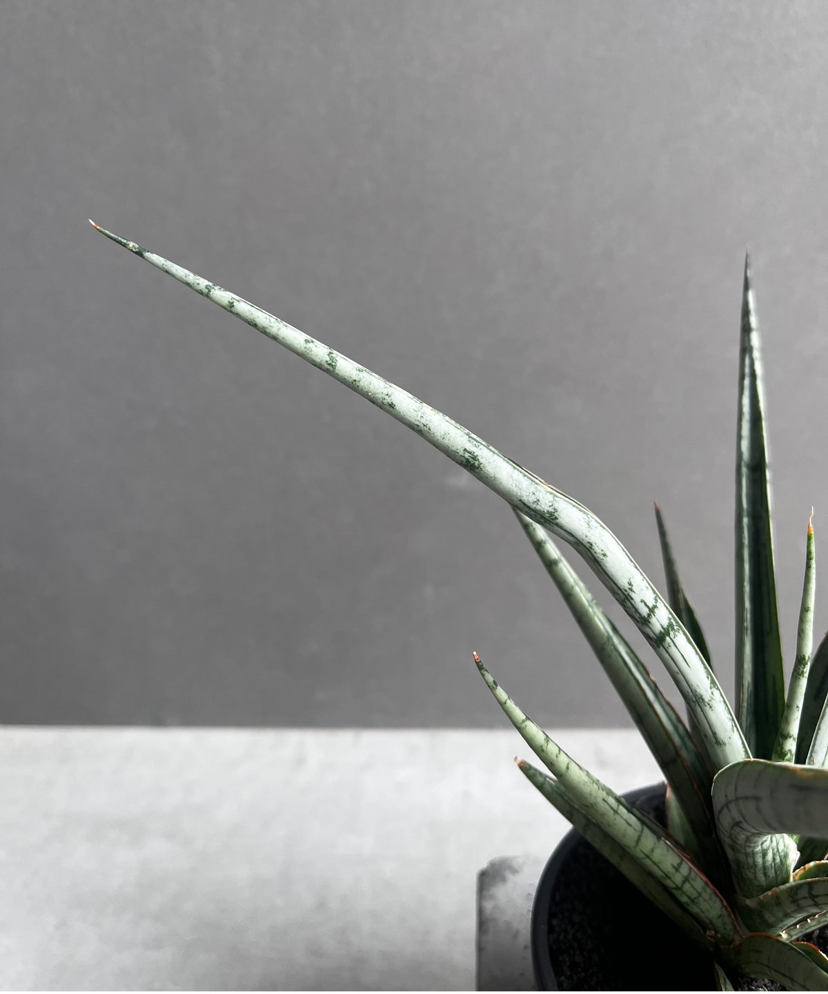 サンセベリア プラ カイ ケオ 「Sansevieria Pra Kay Kaow (by
