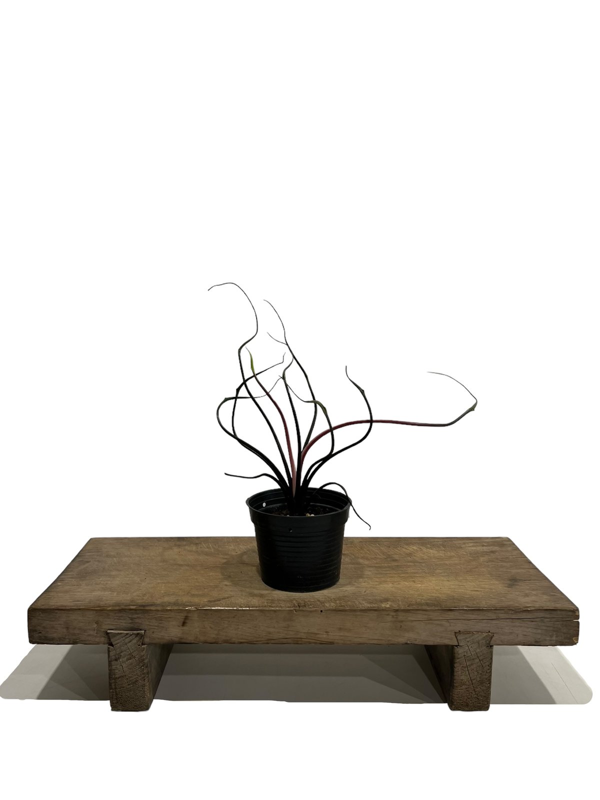 アロカシア ブラックサタン ピンクボーン アロカシア ブラックサタン