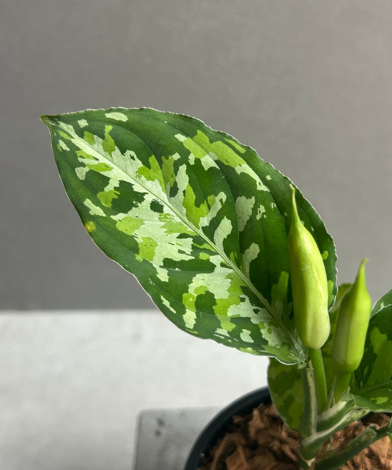 アグラオネマ ピクタム トリカラー 「Aglaonema pictum tricolor 」9