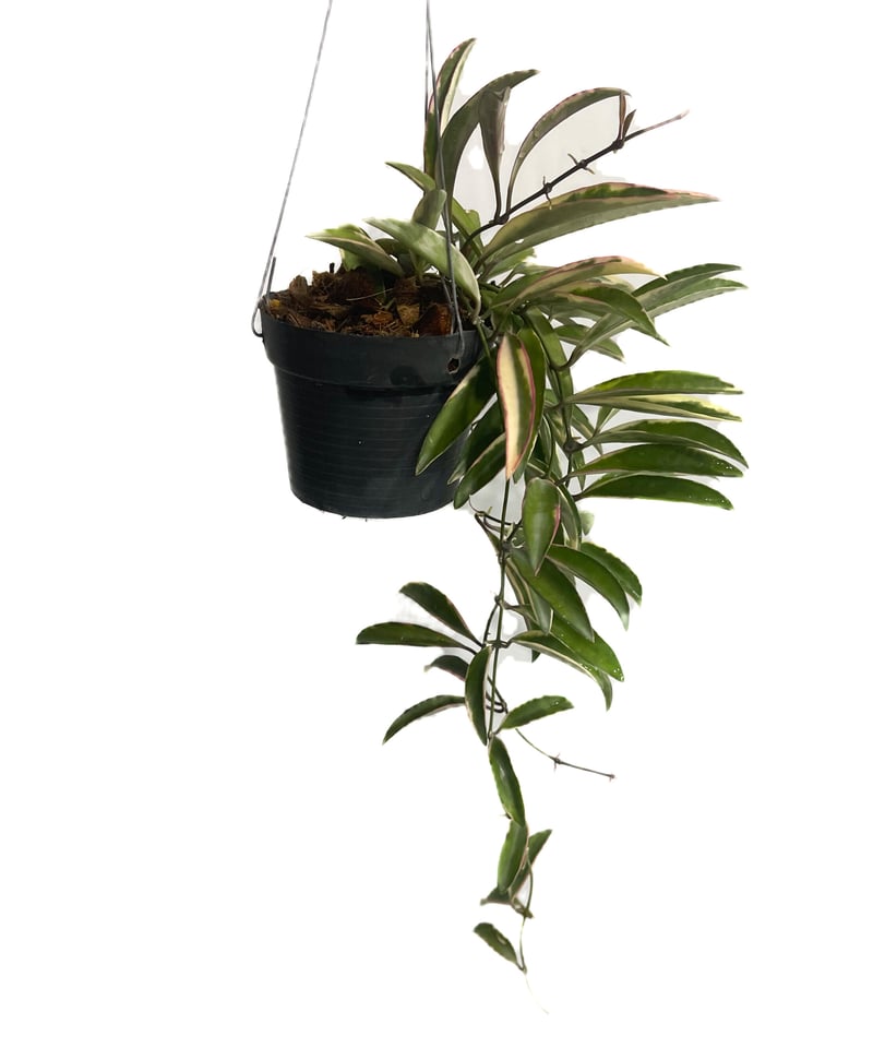 ホヤ ケンティアナ アルボマルジナータ 'ロリー リン'「Hoya kentiana