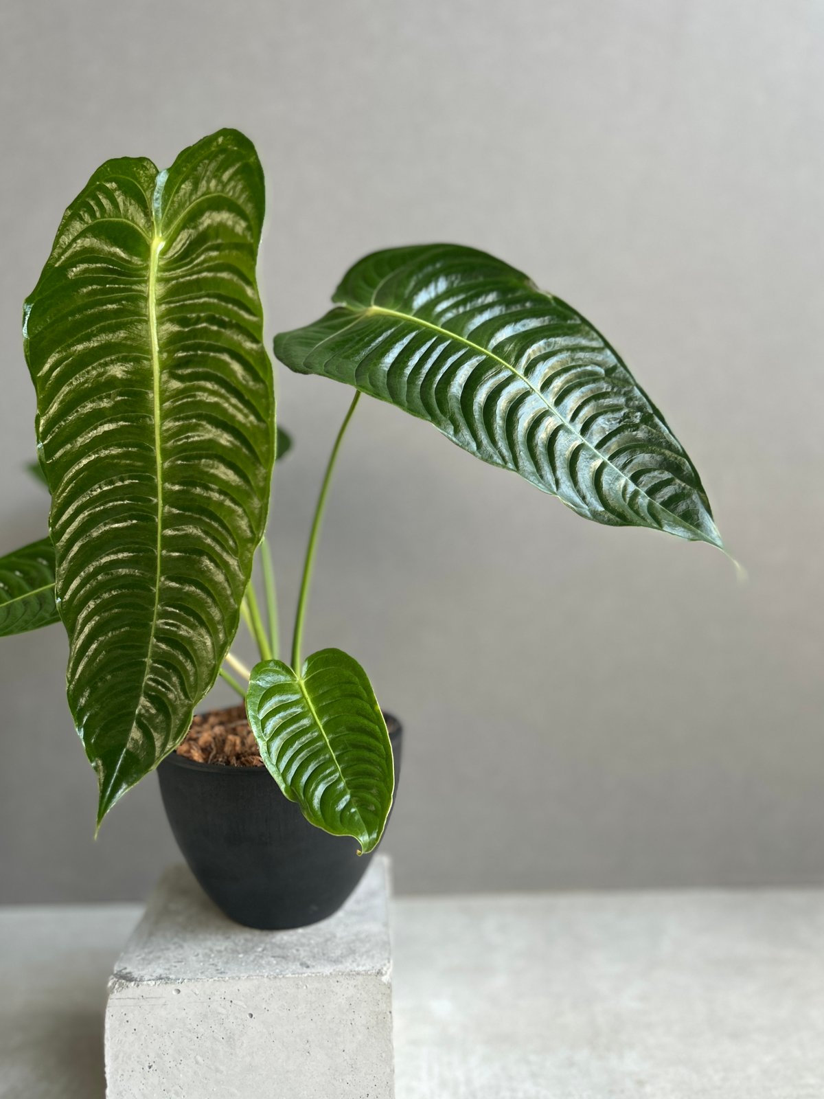 アンスリウム ベイチー　Anthurium veitchii narrow Anthurium veitchii narrow アンスリウムベイチー