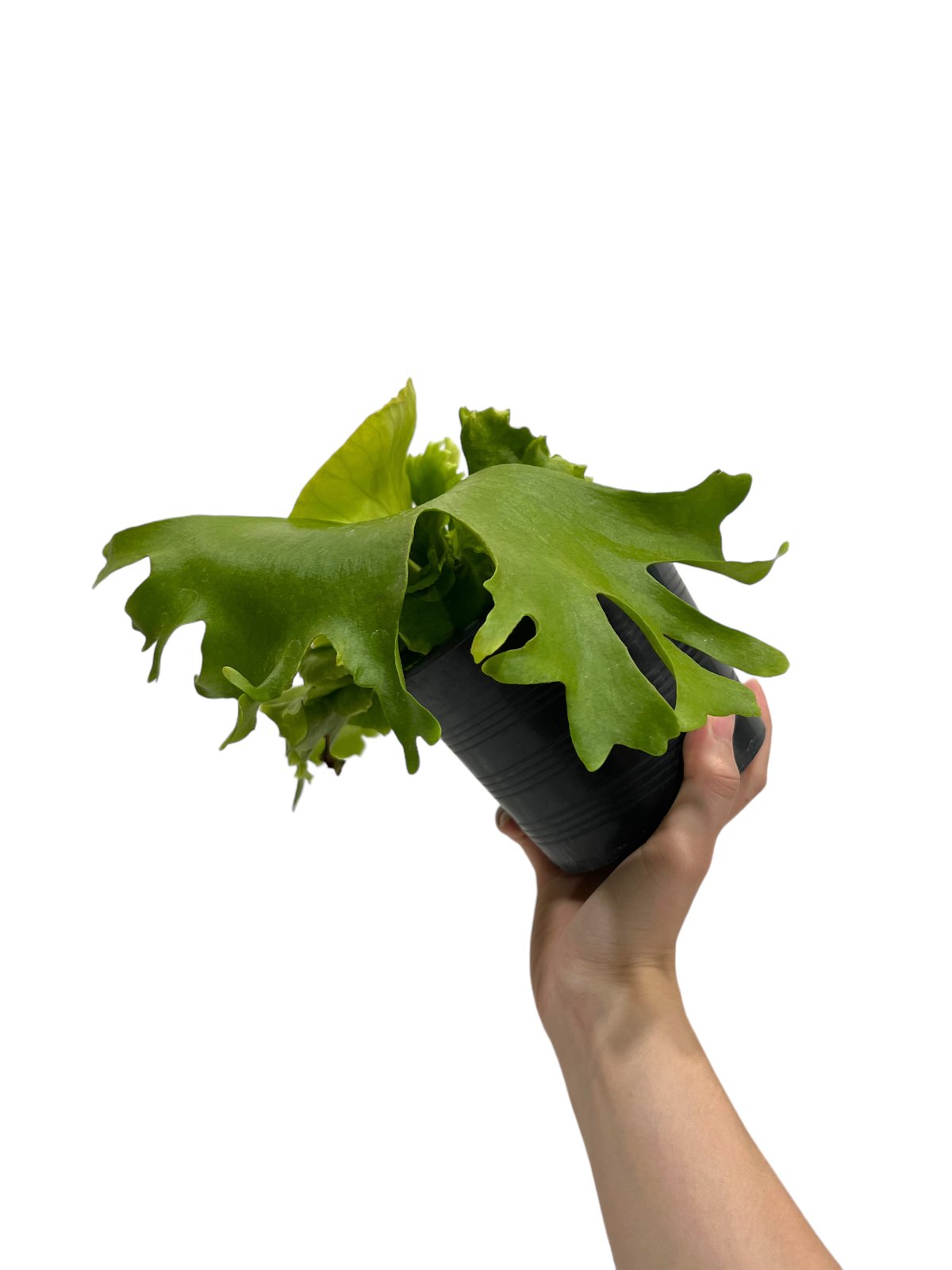 ビカクシダ キッチャクード細葉(by ヌクル) 「Platycerium kitshakoo