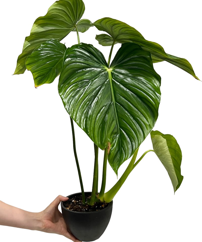 フィロデンドロン ペルタツム 「Philodendron peltatum」72K | SHO