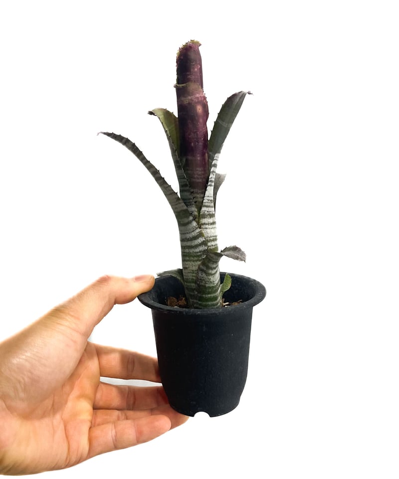 ビルベルギア コラン キャビア「Billbergia Kolan Caviar」3/8 ビルベルギア コラン キャビア「Billbergia Kolan Caviar」3/8