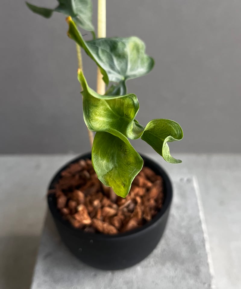 アロカシア フラミンゴ “変異種” 「Alocasia Flamingo “ Mutation