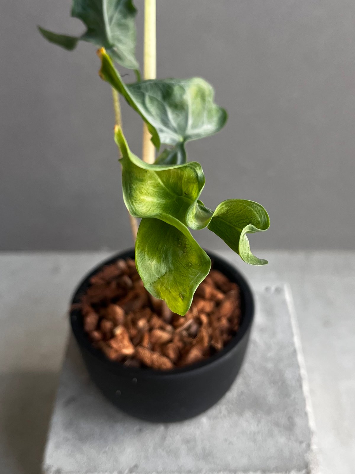 アロカシア フラミンゴ “変異種” 「Alocasia Flamingo “ Mutation