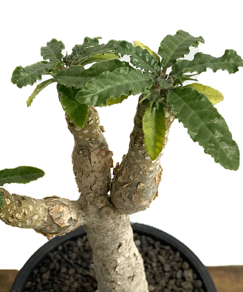 ドルステニア ホルウッディ×ラブラニー 実生「Dorstenia horwoodii× lav