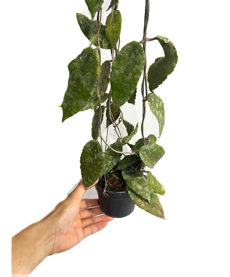 蕾つき　ホヤ　カウダータ Hoya caudata ssp. red サクララン 蕾つき ホヤ カウダータ Hoya caudata ssp. red サクララン