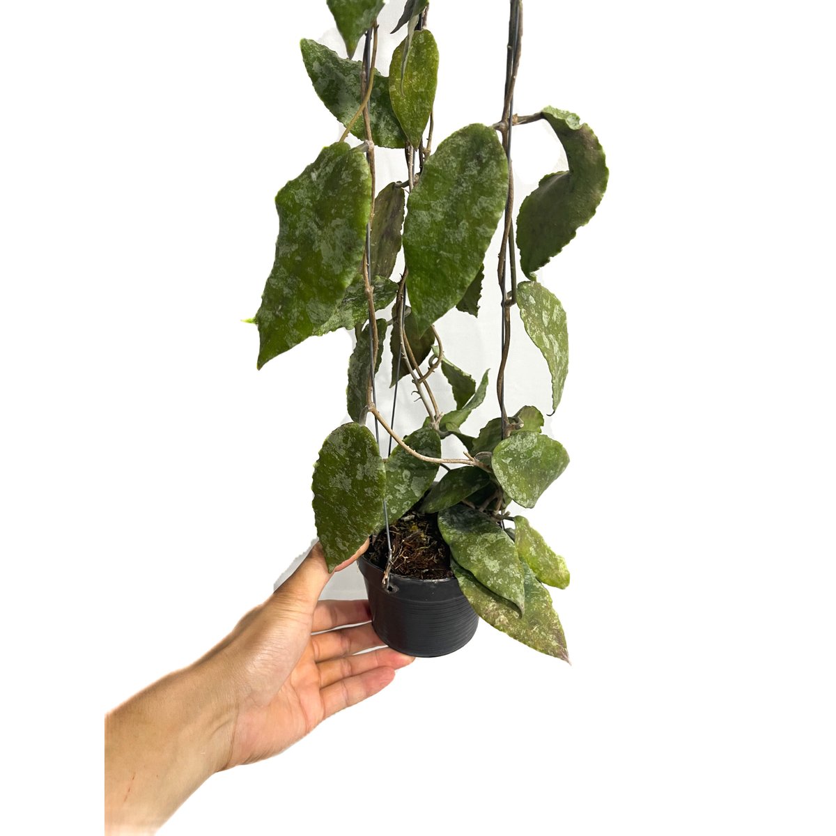 珍種　ホヤ セルペンス スプラッシュ Hoya Serpens splash ホヤ カウダータ スプラッシュ「Hoya caudata Splash」7/18-6AM2