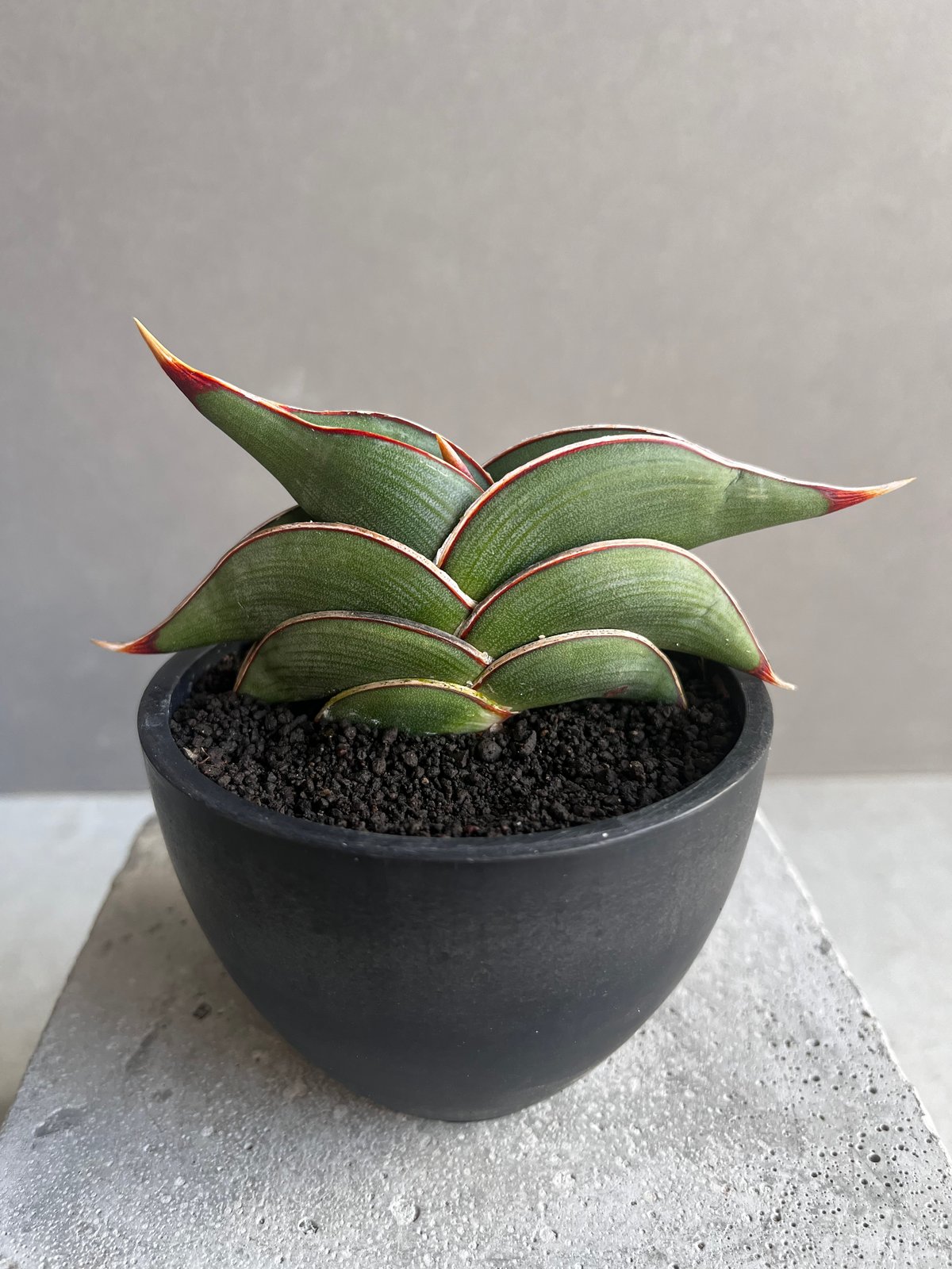 サンセベリア ロリダ 「Sansevieria rorida」45Z | SHOUCHIKUEN