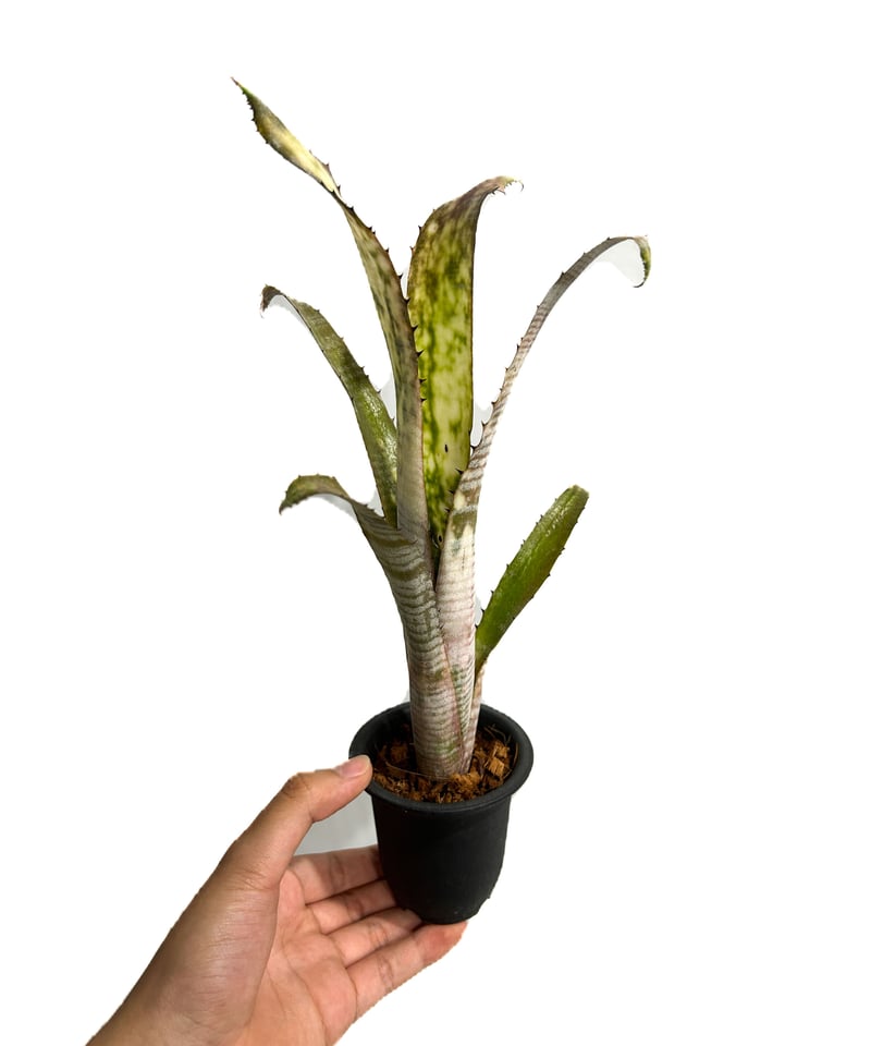 ビルベルギア パイプライン「Billbergia Pipeline」11/25 | SHOUC