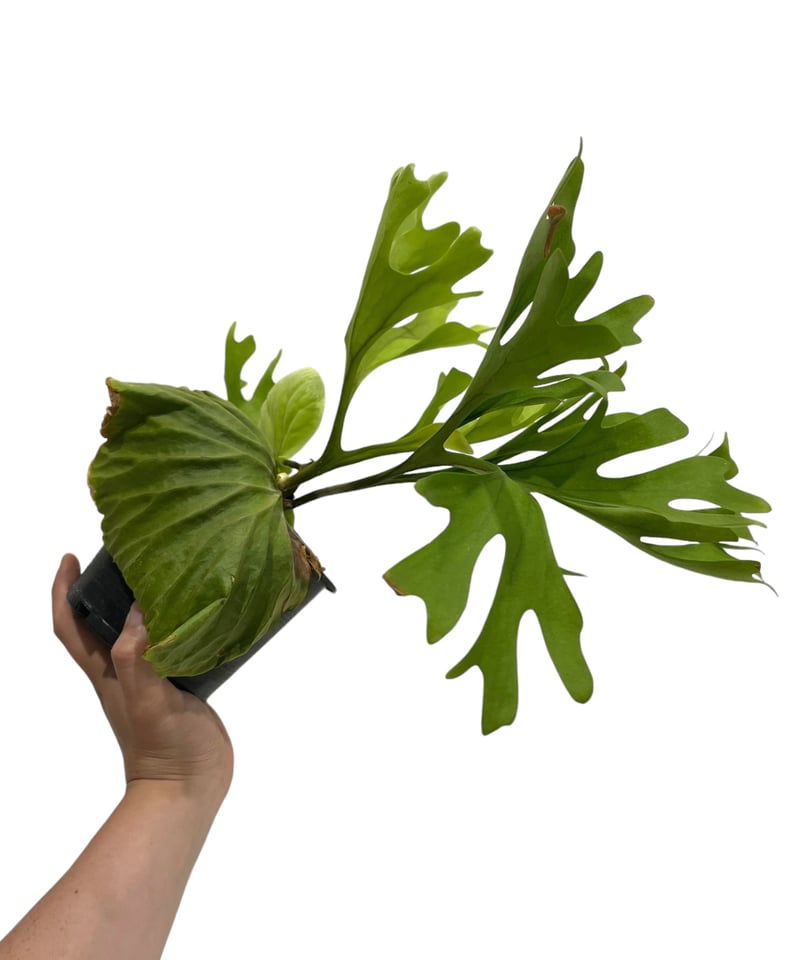 ビカクシダ リドレイ(by ヌクル) 「Platycerium ridleyi (by Nuk