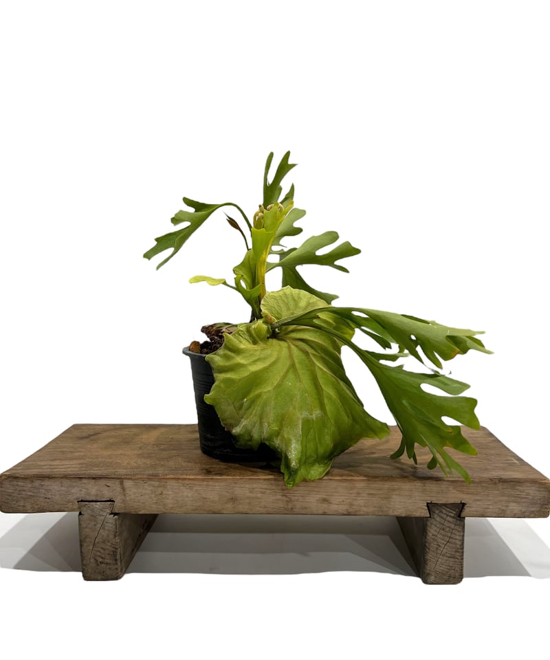 美形★美株★ビカクシダ・リドレイ焼杉板付 Platycerium ridleyi 楽天市場】【観葉植物】【着生植物】【現物】Platycerium ridleyi