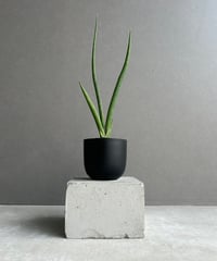 ボスウェリア サクラ (実生苗)「 Boswellia Sacra」4/12-279 | SH