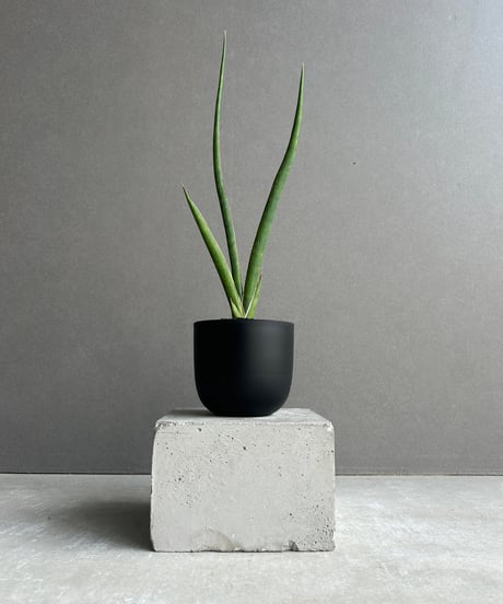 旅人の木A級品 9節 旅人の木 タビビトノキ 9節 - メルカリ