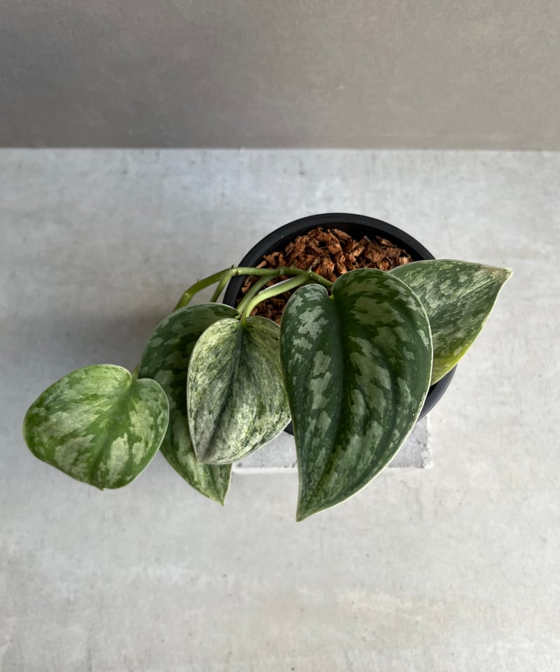 スキンダプサス エキゾチカ ホログラム 「Scindapsus exotica スキンダプサス エキゾチカ ホログラム 「Scindapsus exotica