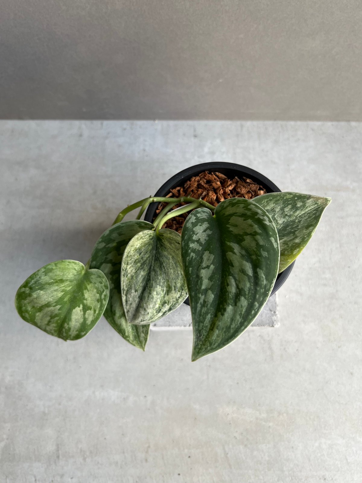 スキンダプサス　極斑キラキラ Scindapsus Tricolor Silver Platinum キラキラと光る輝き