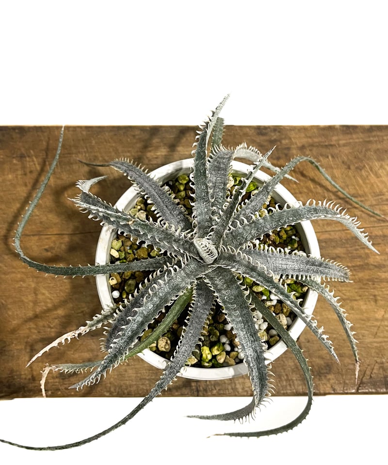 ディッキア ナガス「Dyckia Nagas」10E-2 | SHOUCHIKUEN