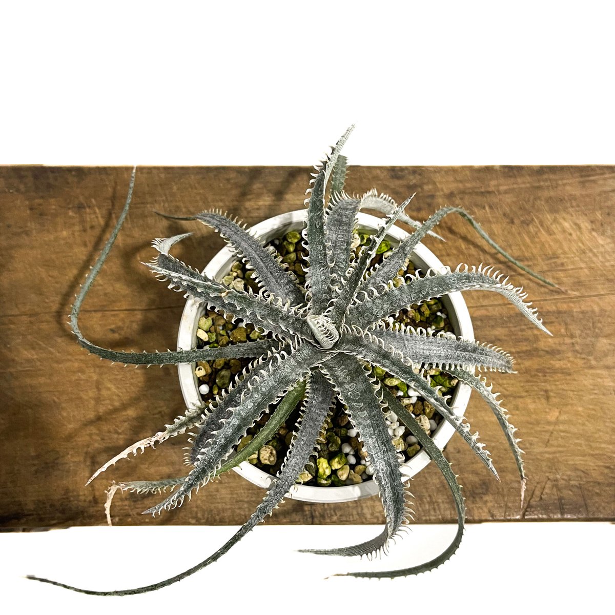 ディッキア ナガス「Dyckia Nagas」10E-2 | SHOUCHIKUEN