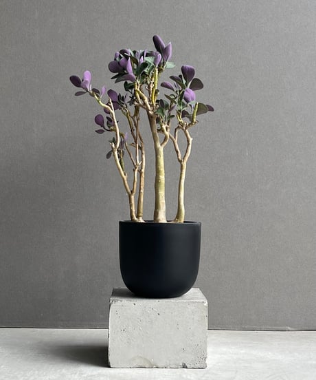 CATEGORY コーデックス(塊根植物) | SHOUCHIKUEN