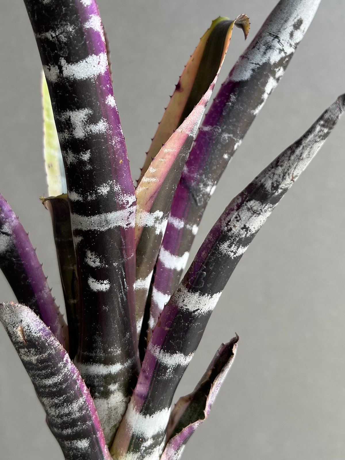 エクメア オットー 「Aechmea Otto」84B | SHOUCHIKUEN