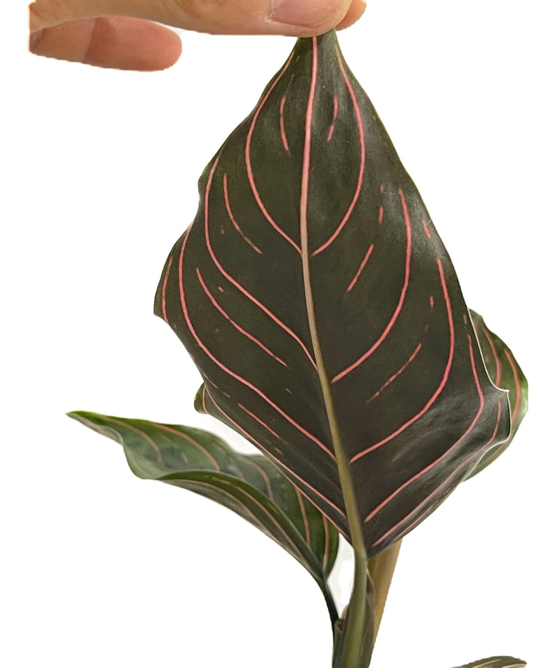 アグラオネマ レッドアーミー「Aglaonema Red Army」7/26-196@ | S