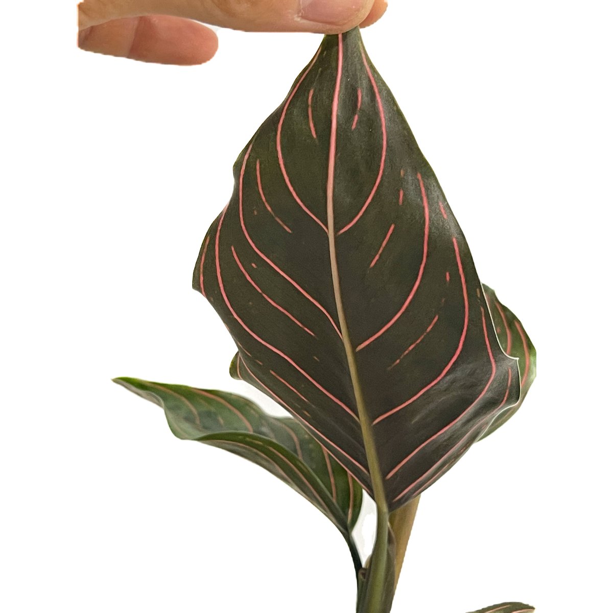 アグラオネマ レッドアーミー「Aglaonema Red Army」7/26-196 アグラオネマ レッドアーミー「Aglaonema Red Army」7/26-196