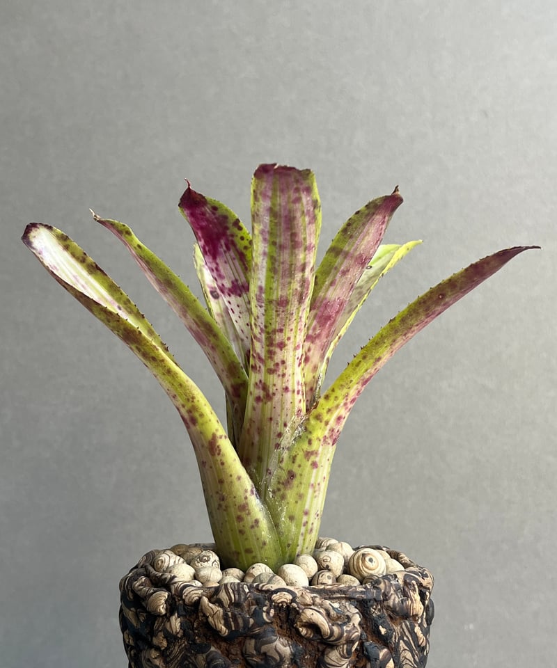 ネオレゲリア クリッシー + plantsmonsters pot 「Neoregelia c