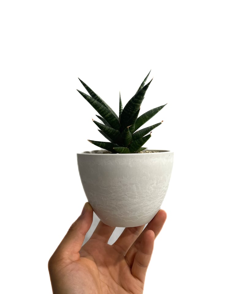 サンセベリア ブラック ダイヤモンド「Sansevieria Black サンセベリア ブラック ダイヤモンド「Sansevieria Black