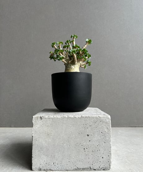 アエオニウム　ベストコンディション アエオニウム ベストコンディション 【公式通販】